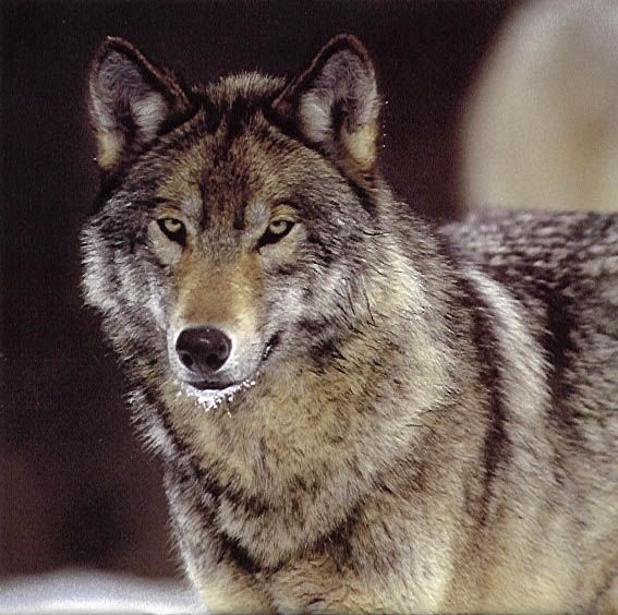 wolf11.jpg wolf image by Lisher68
