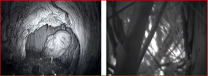 5April2014Mysterytreesandowl_zpsdb0a6ba1.jpg