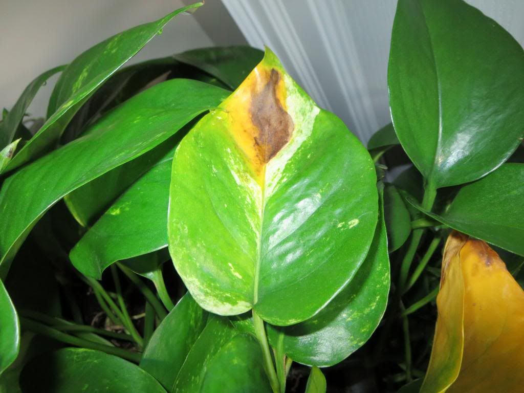 photo IMG_0036_zpsfc838373.jpg