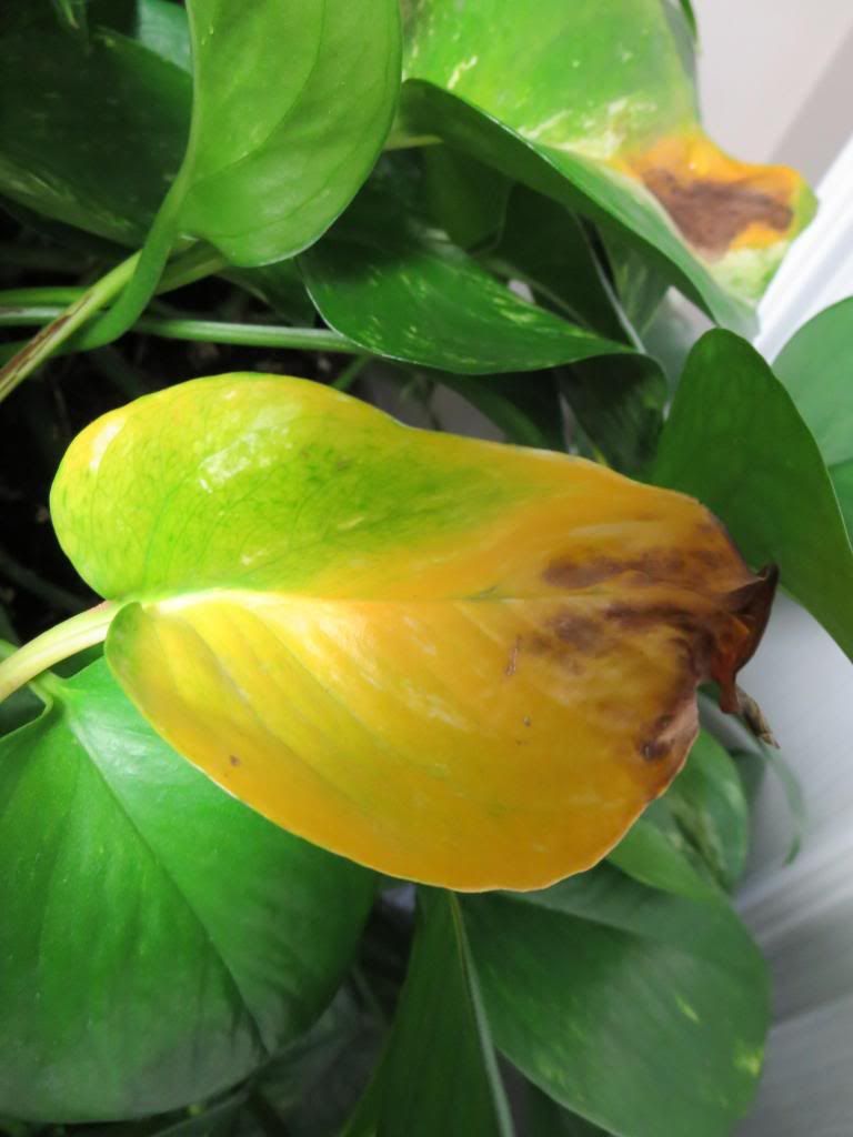 photo IMG_0037_zps25831e22.jpg