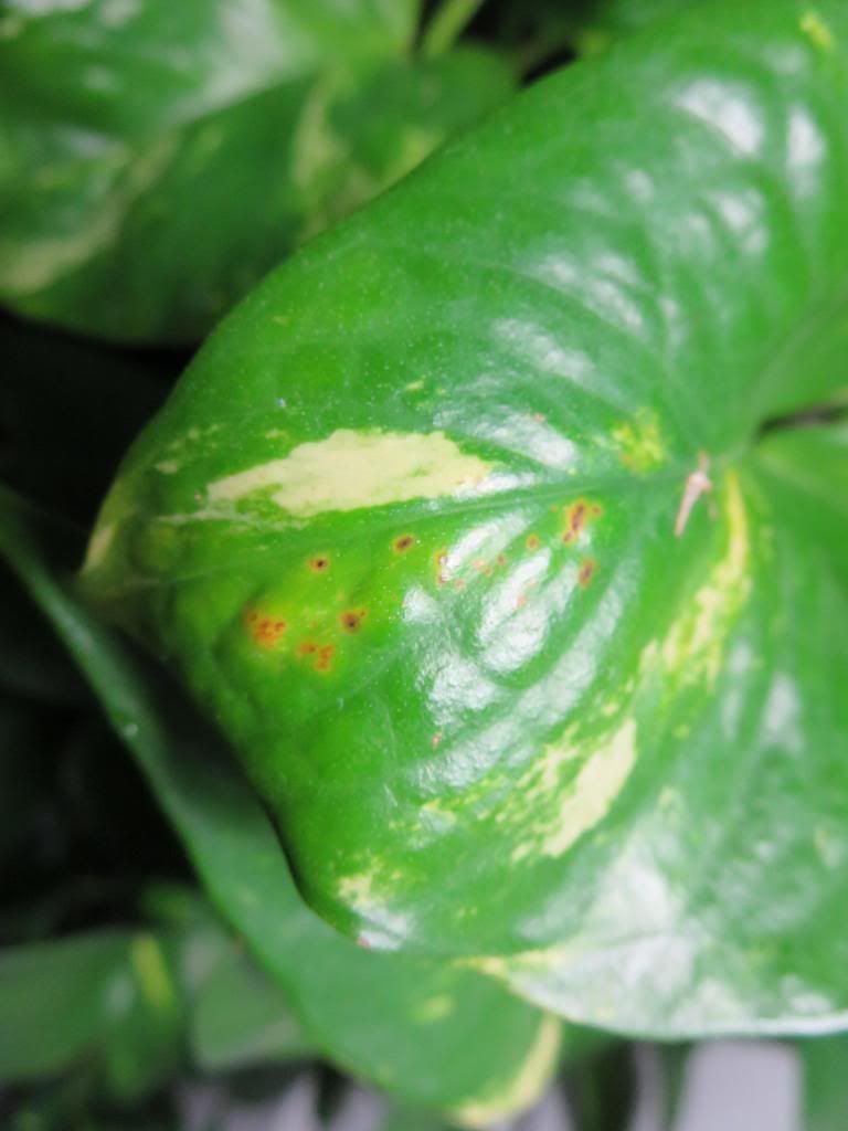 photo IMG_0038_zpsf5f7090b.jpg