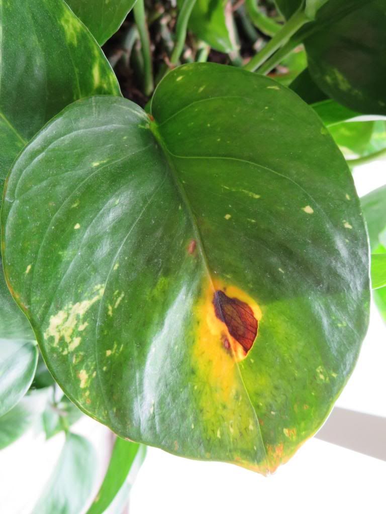 photo IMG_0039_zpse1427162.jpg