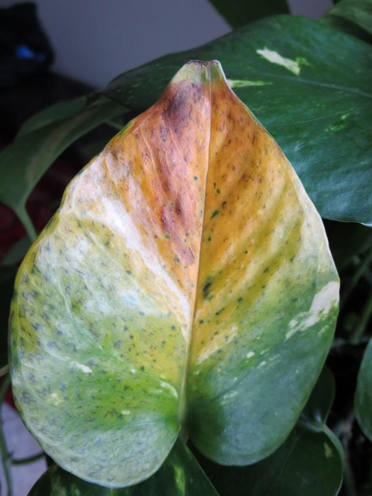 photo IMG_0040_zps5ba78bca.jpg