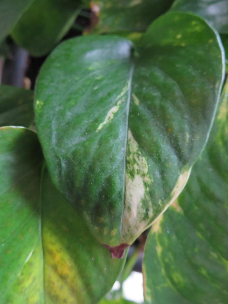 photo IMG_0041_zpsfdac8e83.jpg