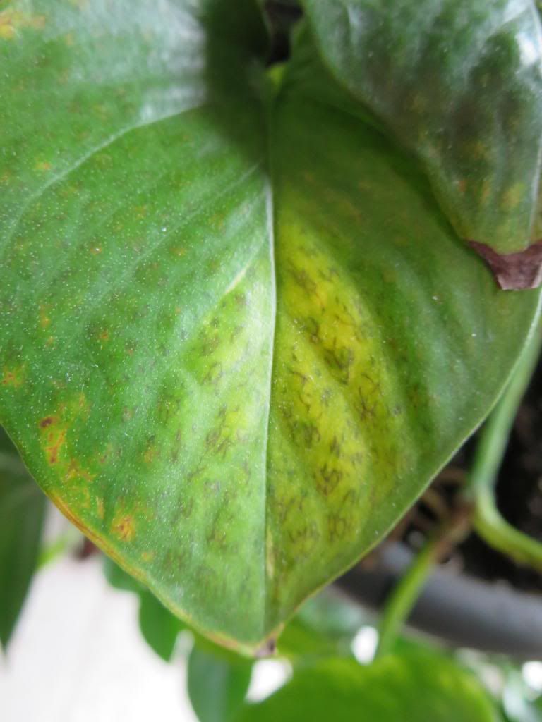 photo IMG_0042_zpsdb3f1835.jpg