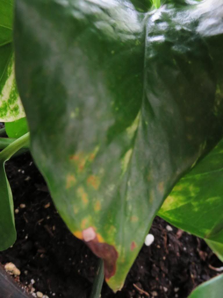 photo IMG_0043_zps0b78dc1b.jpg