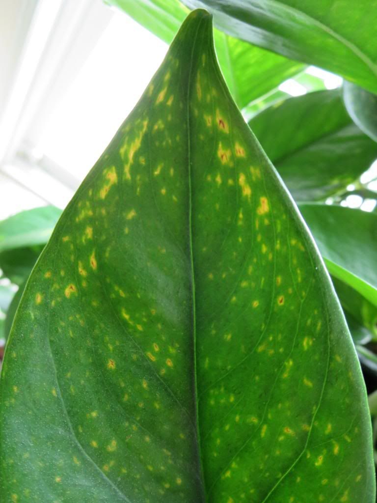 photo IMG_0044_zps7bb8a924.jpg