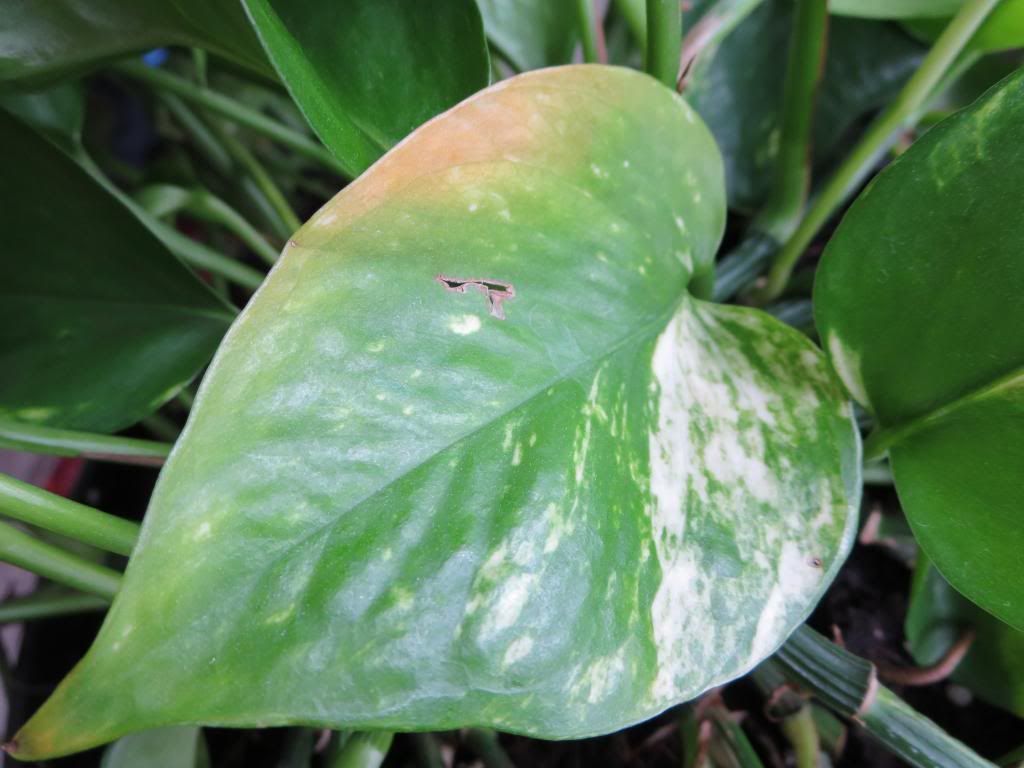 photo IMG_0047_zps6ac6b673.jpg