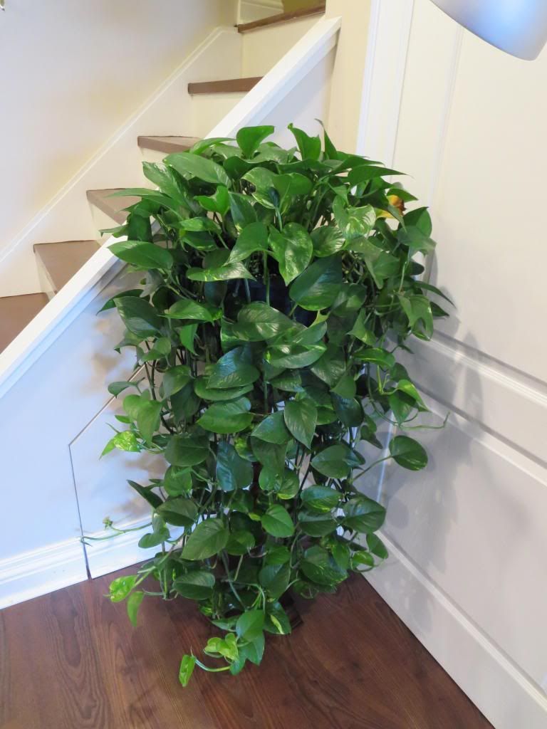 photo IMG_0049_zps2c821f57.jpg