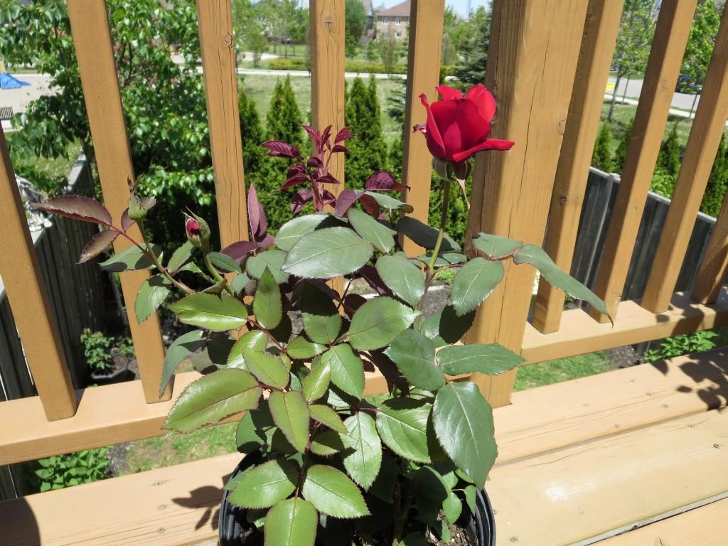  photo IMG_0839_zpsca3f210a.jpg