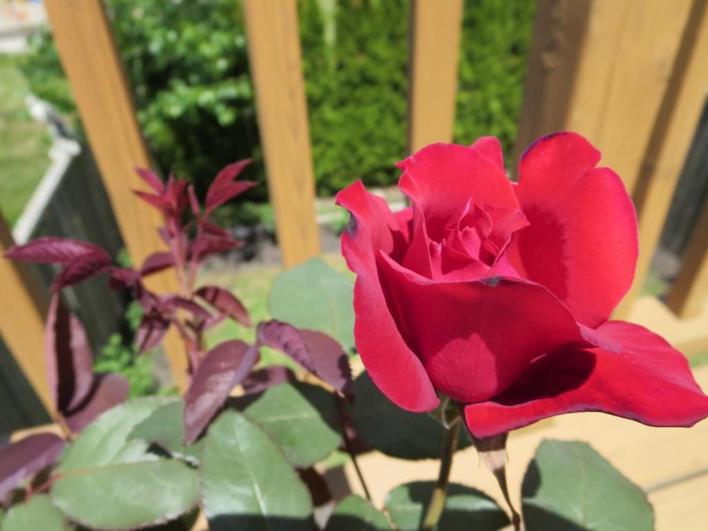  photo IMG_0840_zps6d71954d.jpg