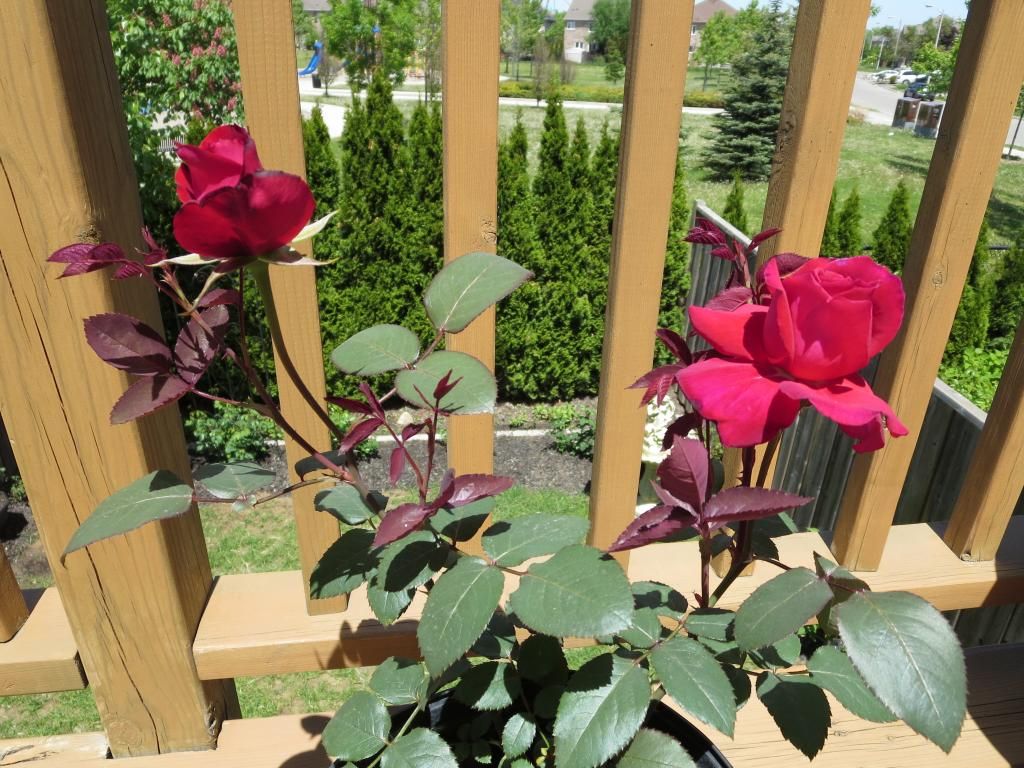  photo IMG_0842_zps85b8a02f.jpg