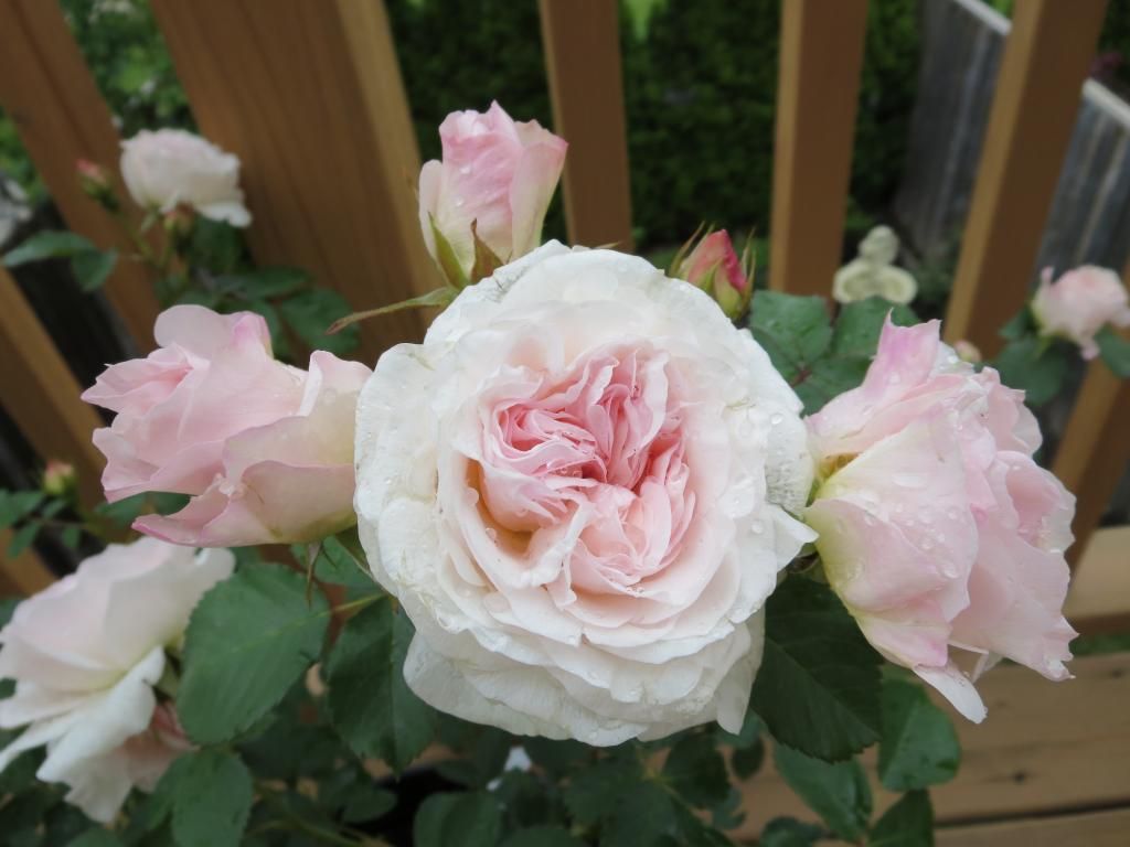  photo IMG_0864_zpse4176af8.jpg