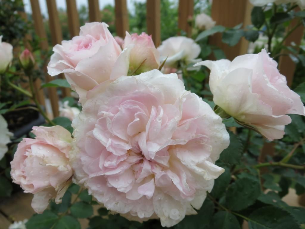  photo IMG_0865_zps7dea9df1.jpg