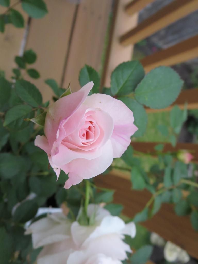  photo IMG_0868_zps7dc4ca8b.jpg