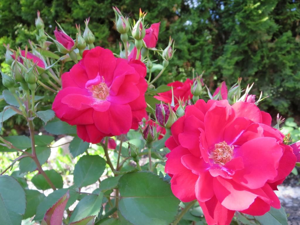  photo IMG_0876_zpsfb17f75a.jpg