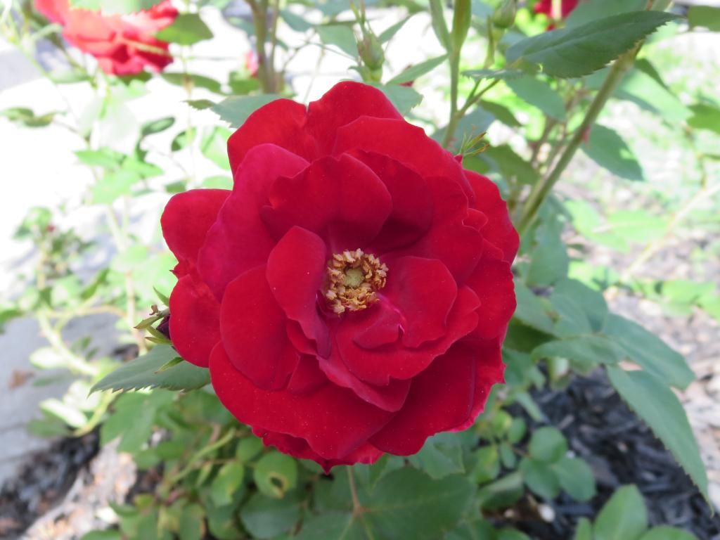  photo IMG_0880_zps8398fbfe.jpg