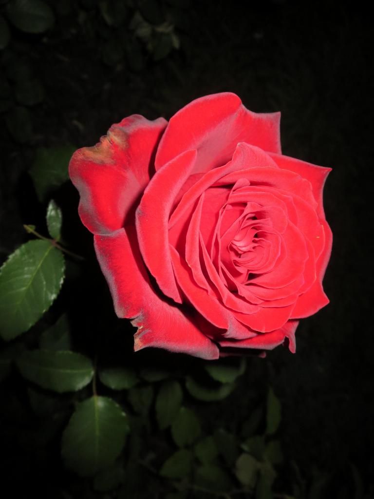  photo IMG_0910_zpsc237f844.jpg