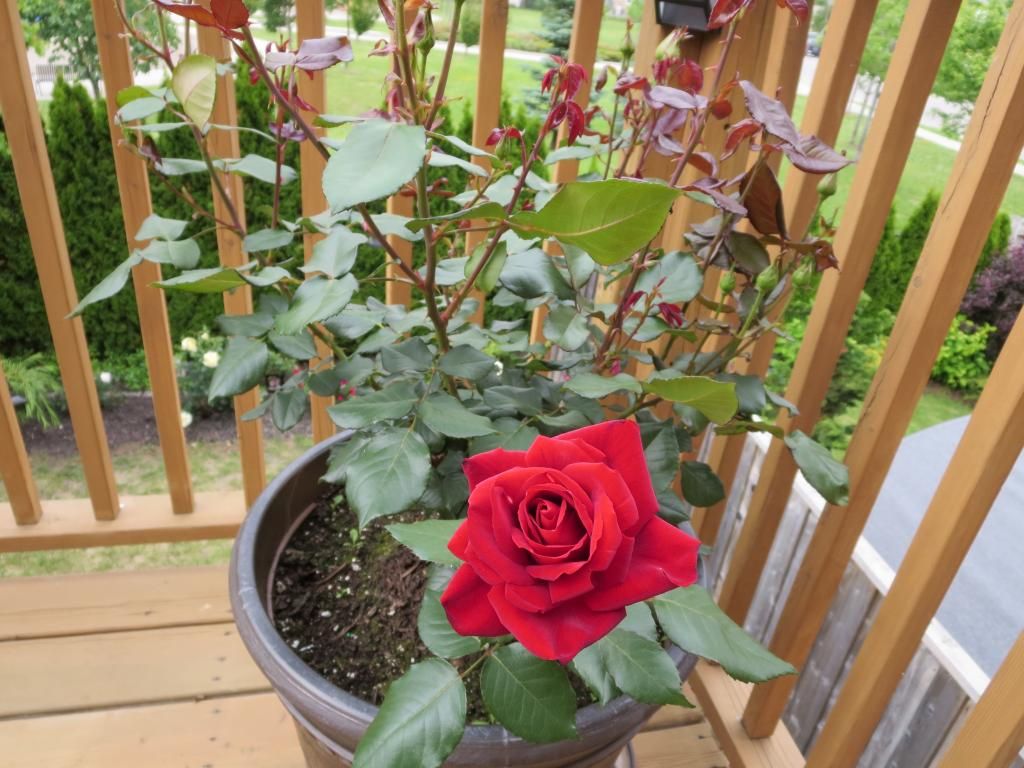  photo IMG_0932_zps140b714b.jpg