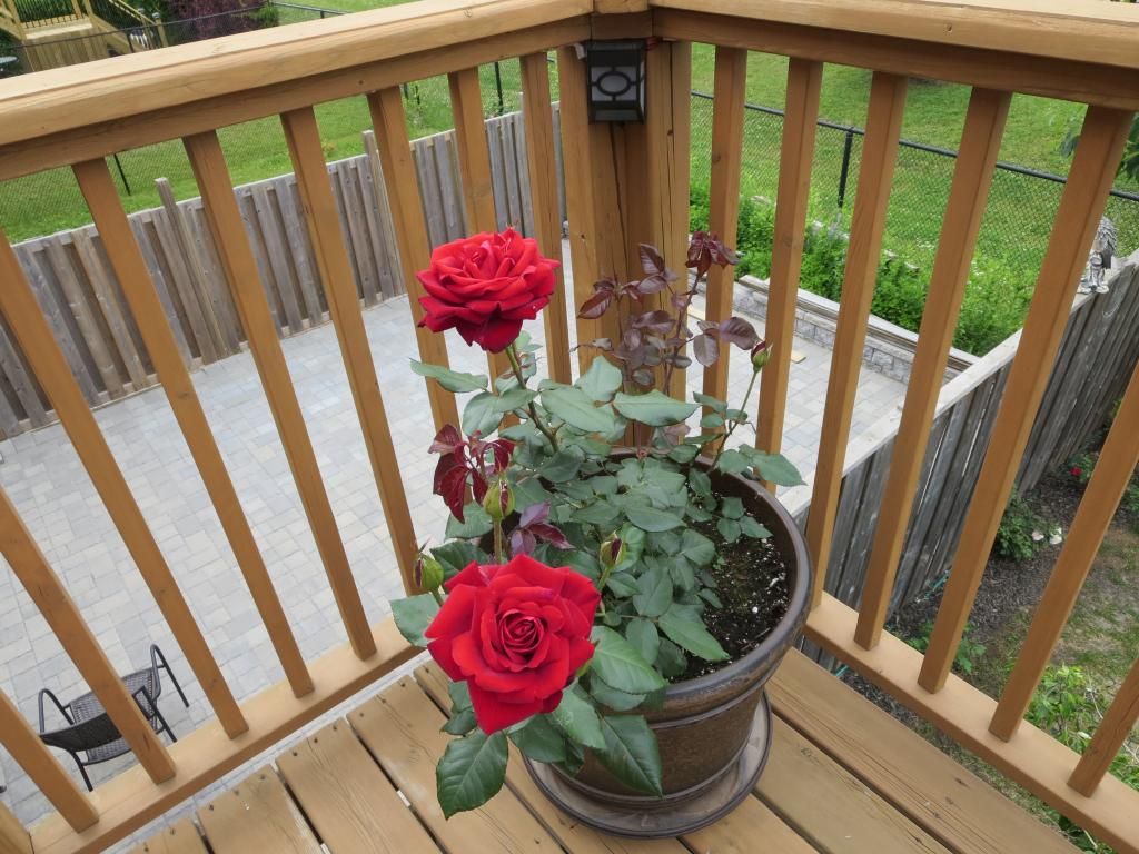  photo IMG_0933_zps570bdab6.jpg