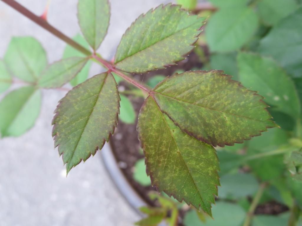 photo IMG_0936_zps86e9ac37.jpg