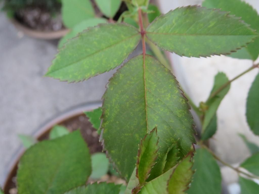 photo IMG_0940_zps3c0780a1.jpg