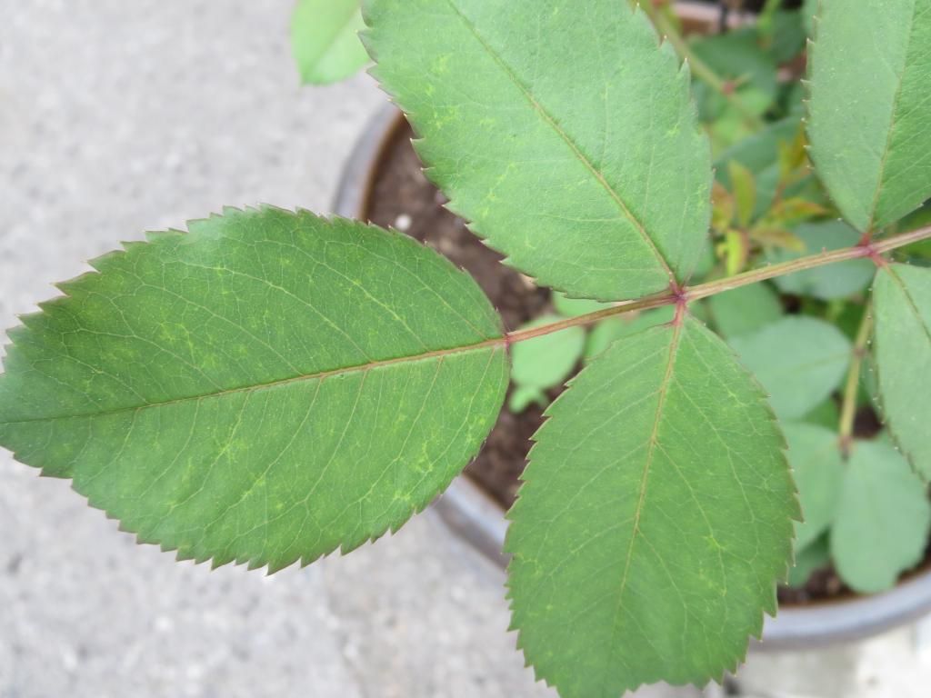 photo IMG_0942_zps598fa021.jpg