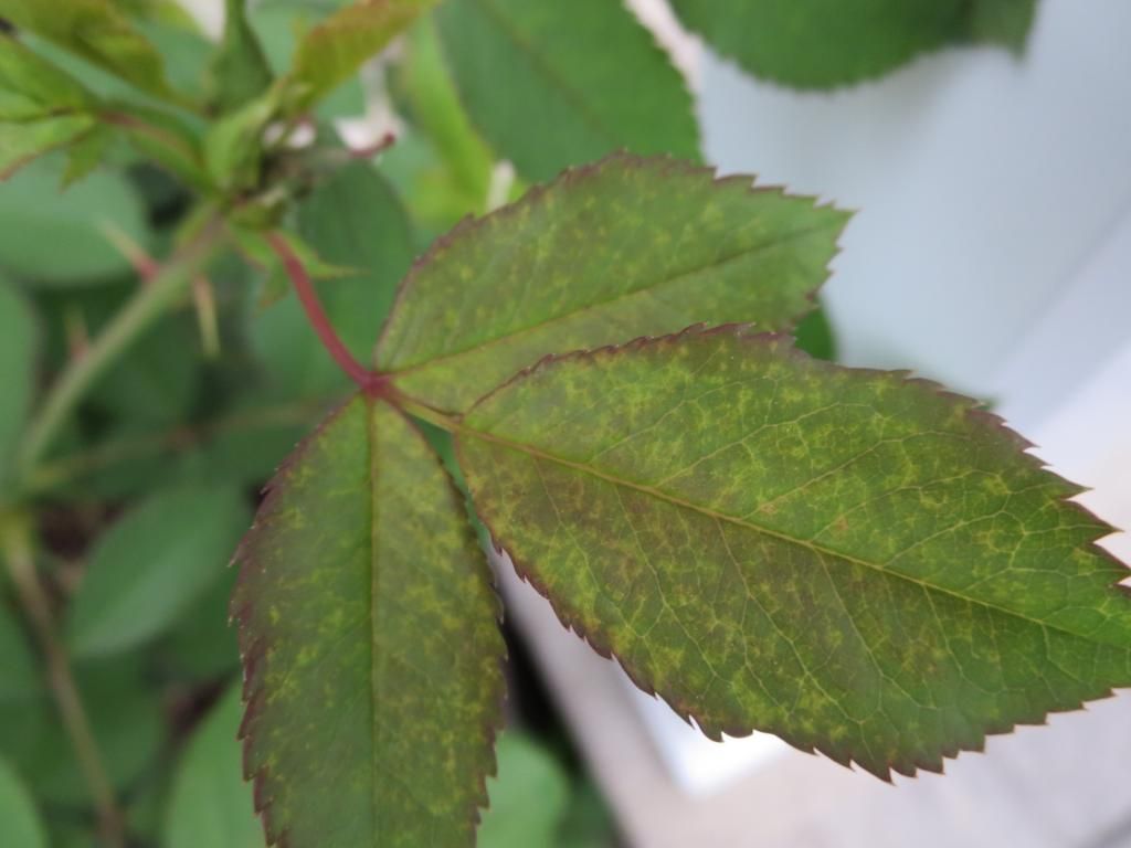 photo IMG_0944_zpsb25ce3e8.jpg