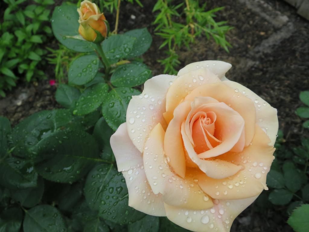  photo IMG_0945_zpsd415b64c.jpg