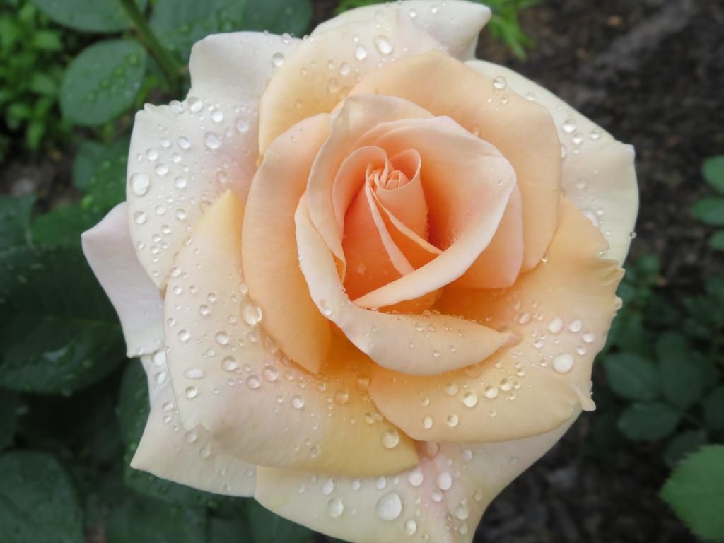  photo IMG_0946_zps57d06bbd.jpg