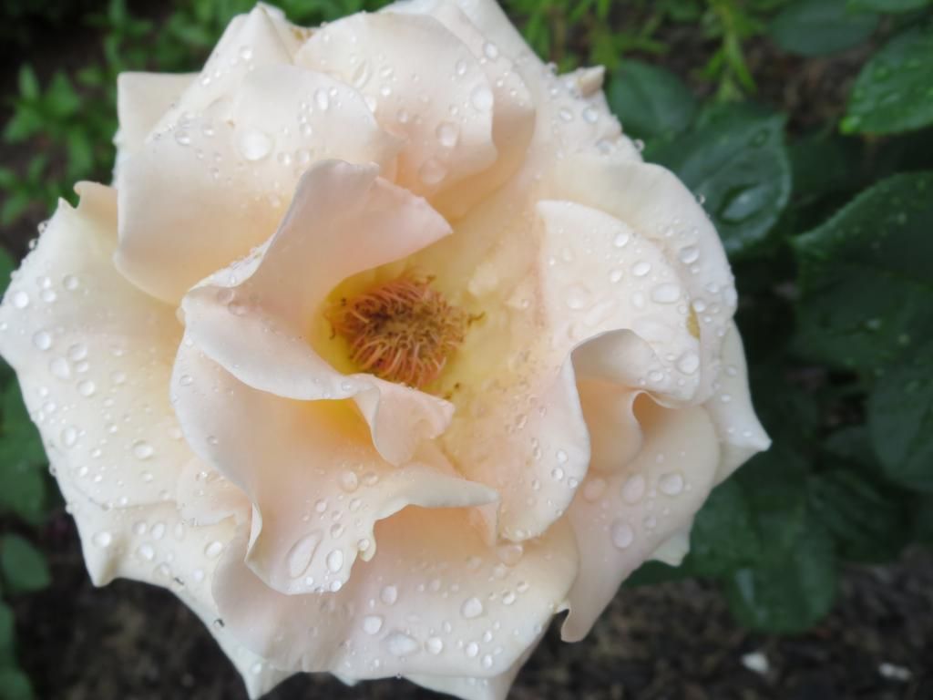  photo IMG_0947_zps27e90513.jpg