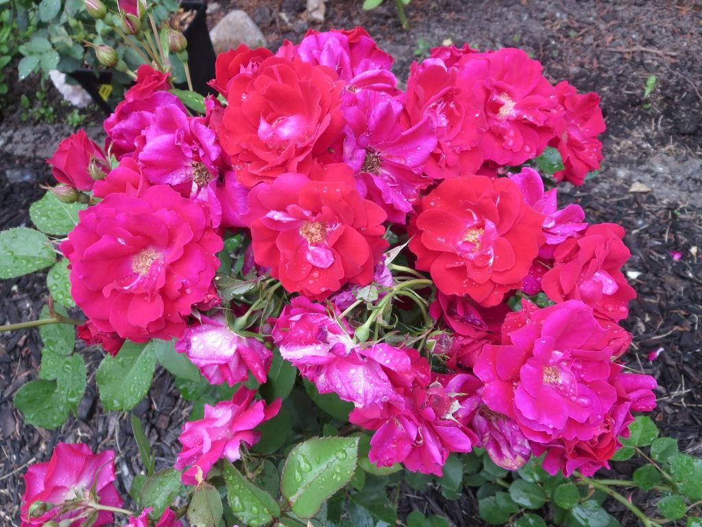 photo IMG_0948_zpsfc0bddbf.jpg