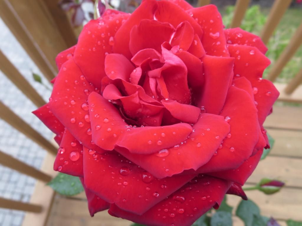  photo IMG_0953_zps538dd910.jpg