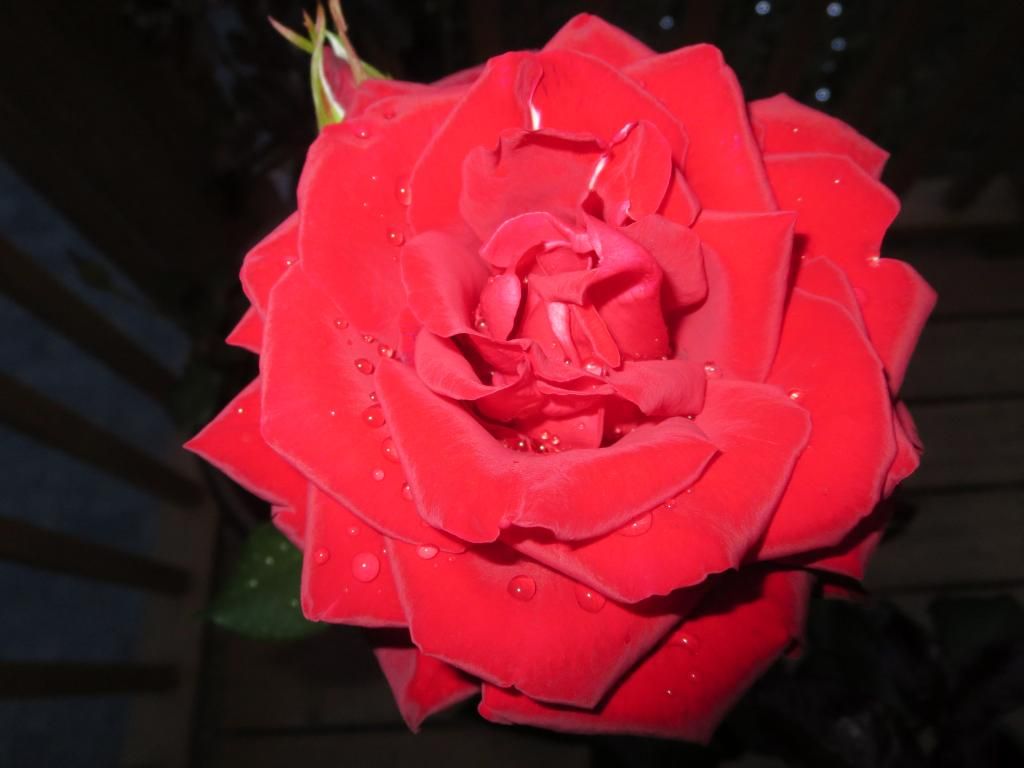  photo IMG_0963_zps58e0a8a9.jpg