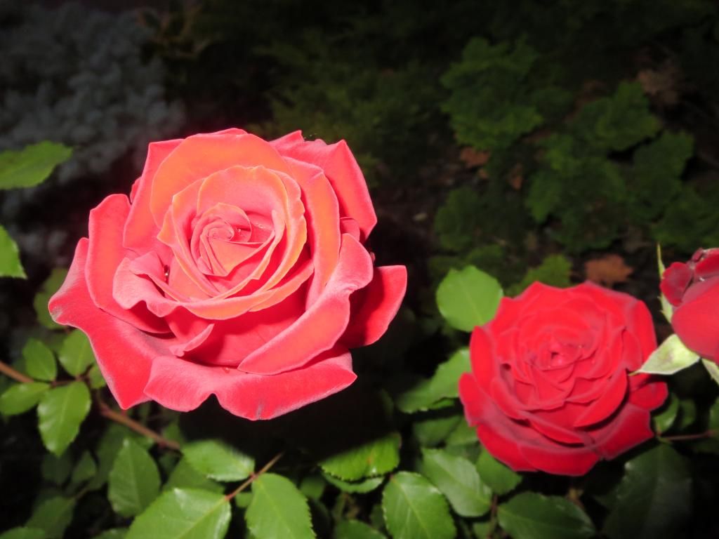  photo IMG_0969_zps6470abee.jpg