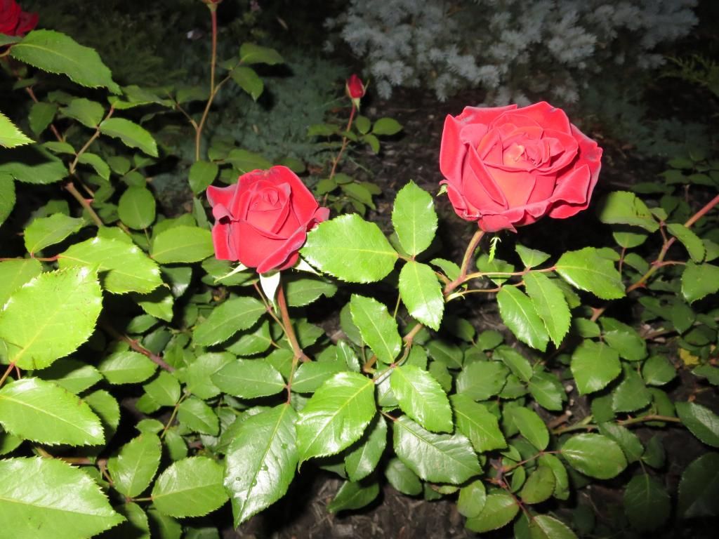  photo IMG_0972_zpsfcb97f2b.jpg