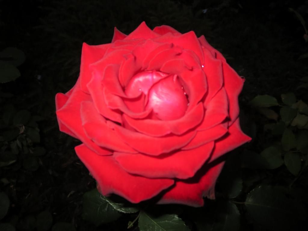  photo IMG_0973_zps464d2bd2.jpg