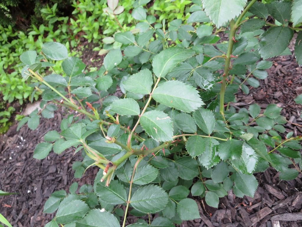 photo IMG_0974_zps946443f0.jpg