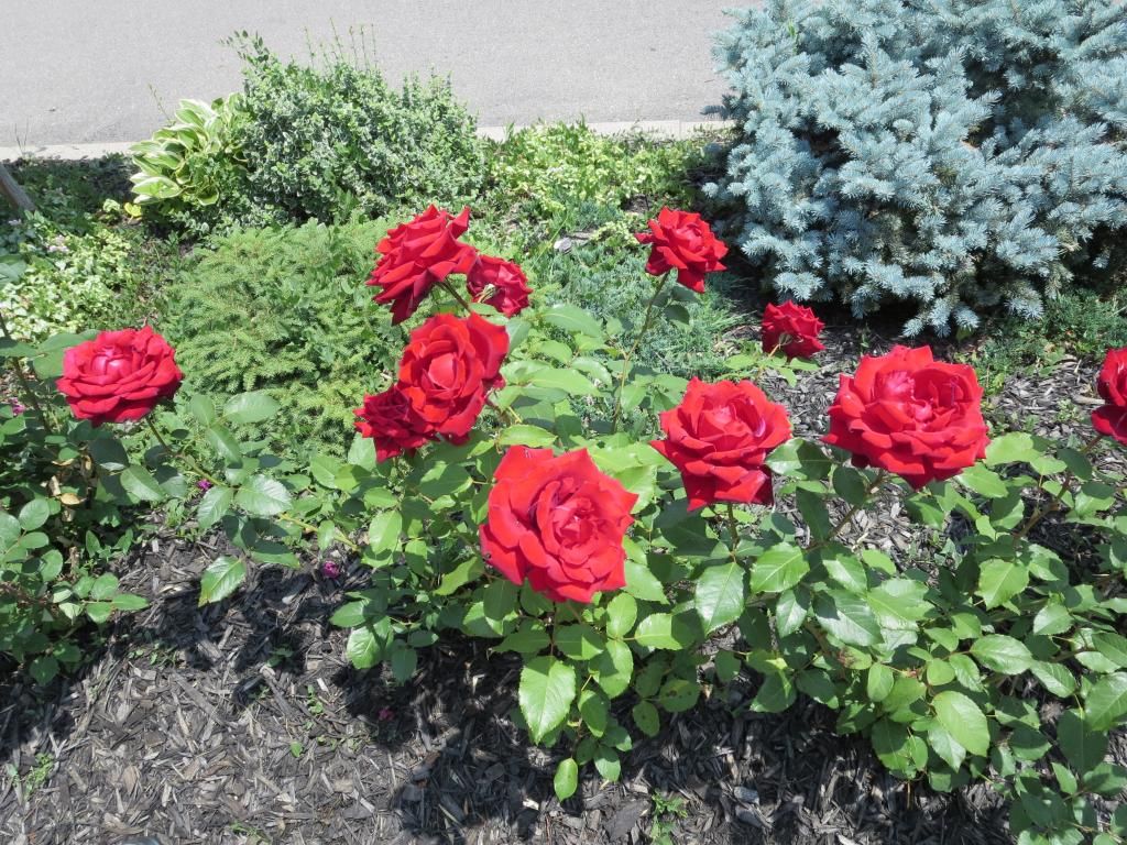 photo IMG_0981_zps26850257.jpg