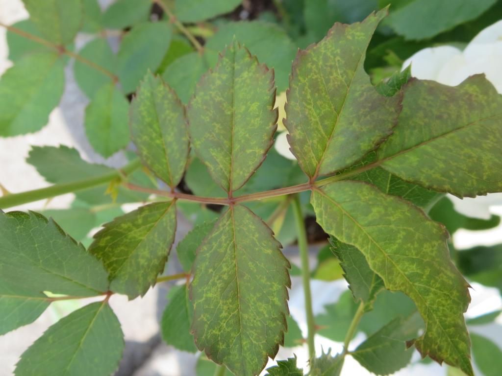 photo IMG_1080_zpsed71c417.jpg