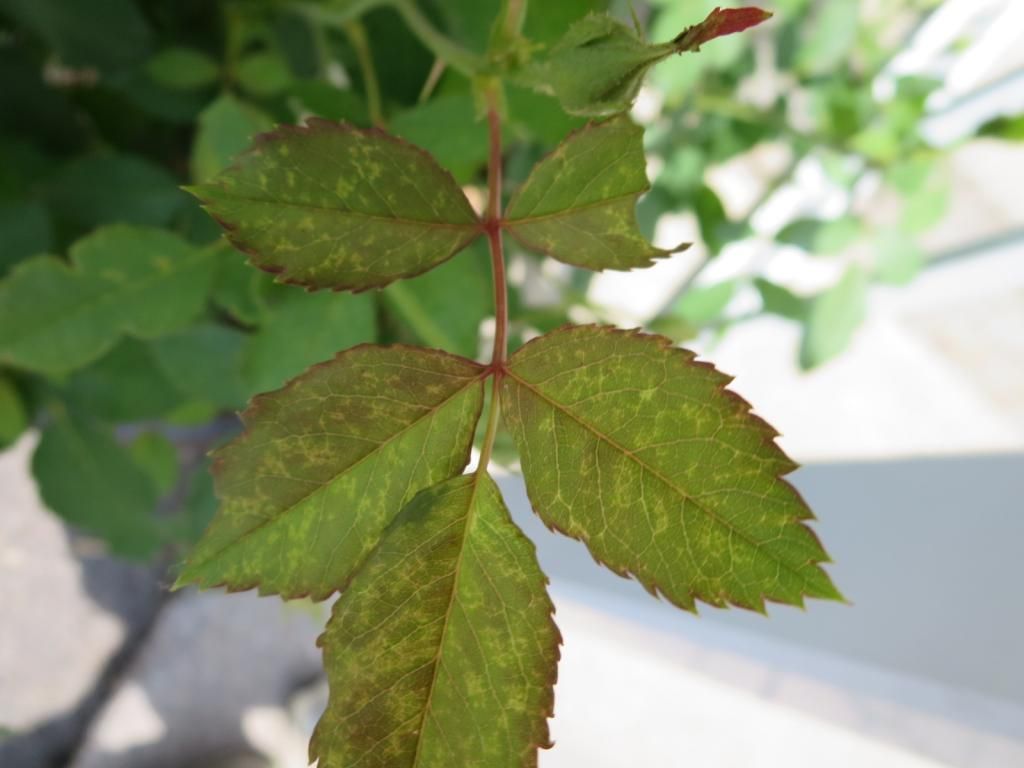 photo IMG_1082_zps9c50ef86.jpg