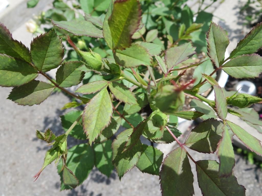 photo IMG_1083_zpsffc020a4.jpg