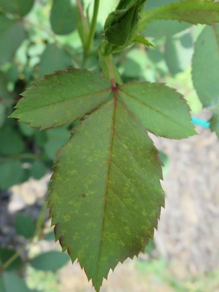 photo IMG_1085_zpsf9e5440c.jpg