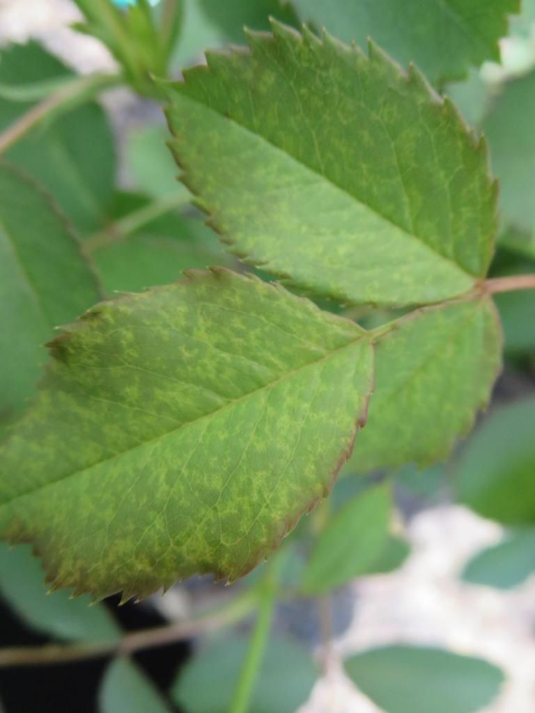 photo IMG_1087_zps0145267b.jpg