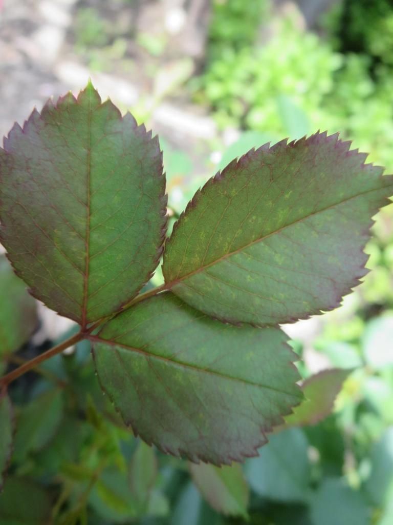 photo IMG_1088_zps0f8dd785.jpg