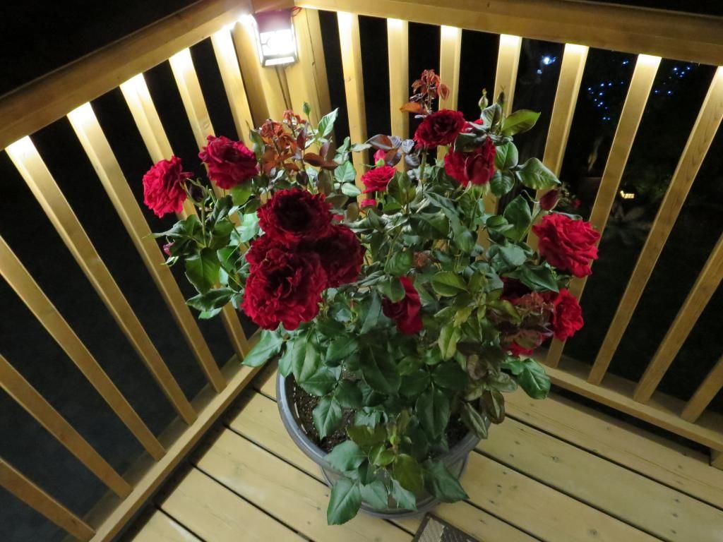  photo IMG_1155_zps723cf7e2.jpg