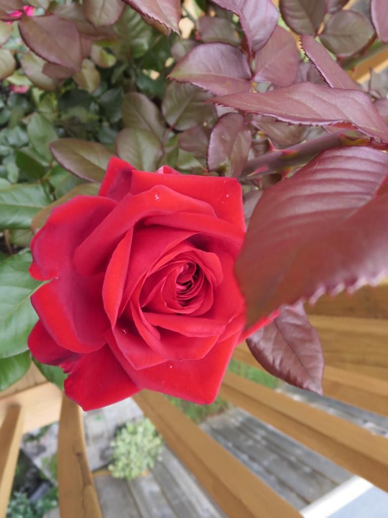  photo IMG_1160_zpsc1f9bcad.jpg