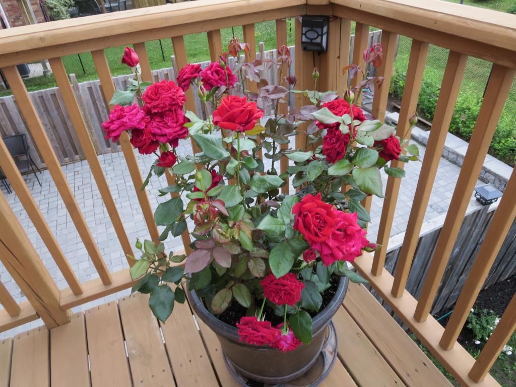  photo IMG_1173_zps40e0f3c4.jpg