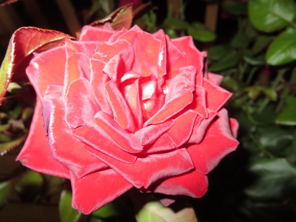 photo IMG_1200_zpsa622aef7.jpg