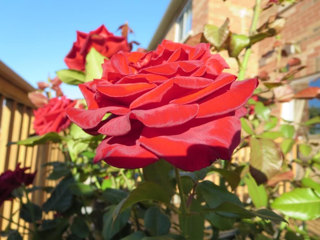 photo IMG_1206_zps462ba88d.jpg